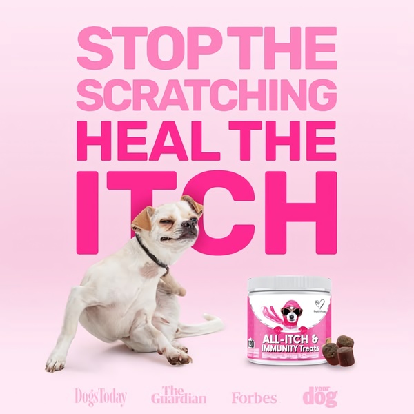 A high-contrast, text-heavy 1:1 ad featuring an uncomfortable dog alongside a product jar to emphasize immediate relief.